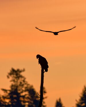 serenity in predawn light